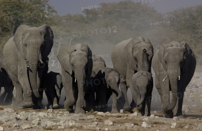 Elephant herd