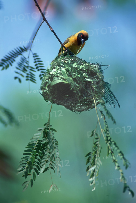 Masked Weaver. Home building