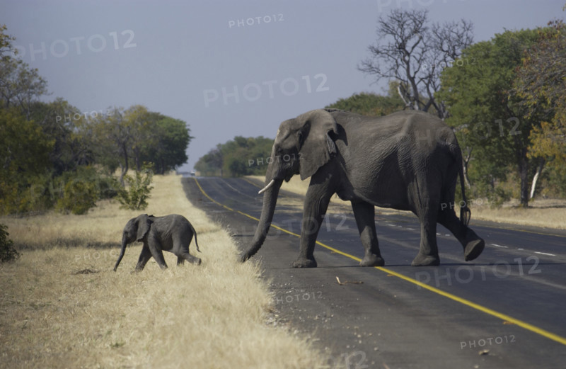 Elephant Crossing