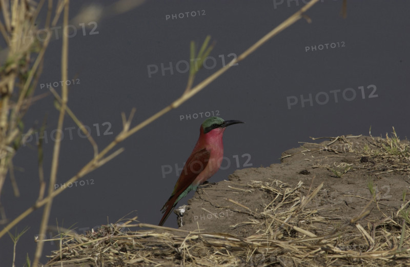 Carmine bee-eater