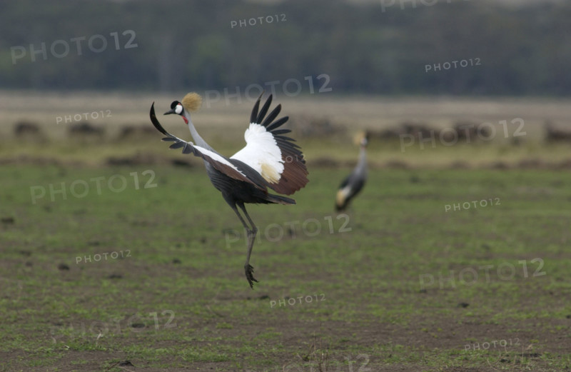 Crested Crane