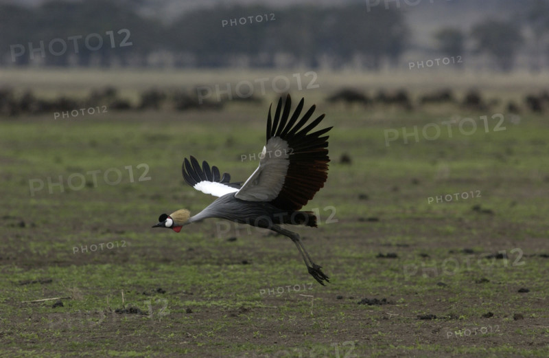 Crested Crane