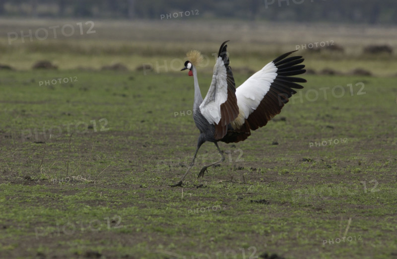 Crested Crane