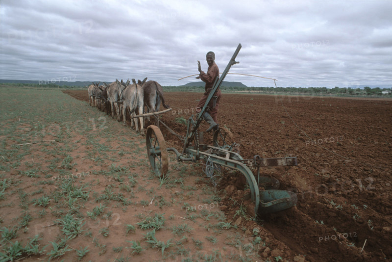 Donkey team ploughing a field