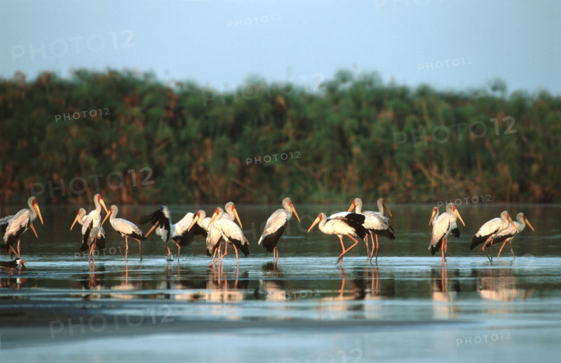 Yellow billed stocks. Shakawe
