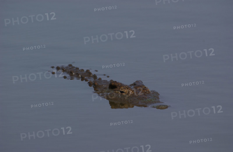 Crocodile