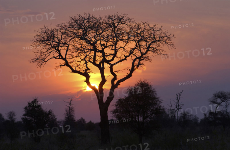 Kruger Sunset