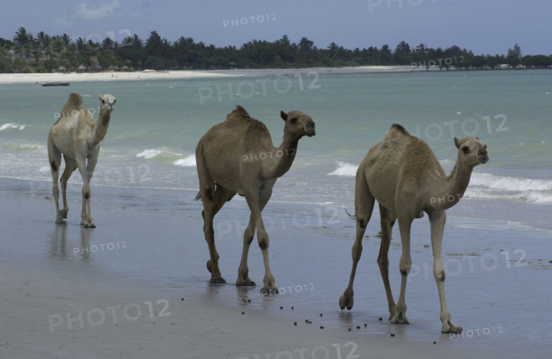 Camels on the beach