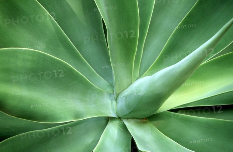 Aloe