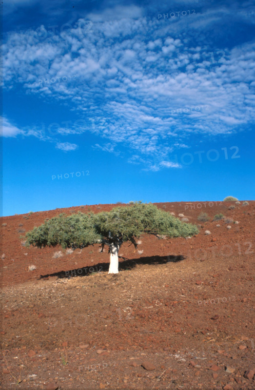Shepherds Tree (Boscia albitrunca)