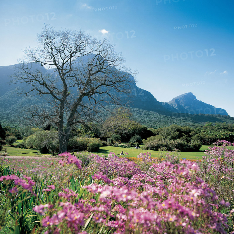 KIRSTENBOSCH NATIONAL BOTANICAL GARDENS