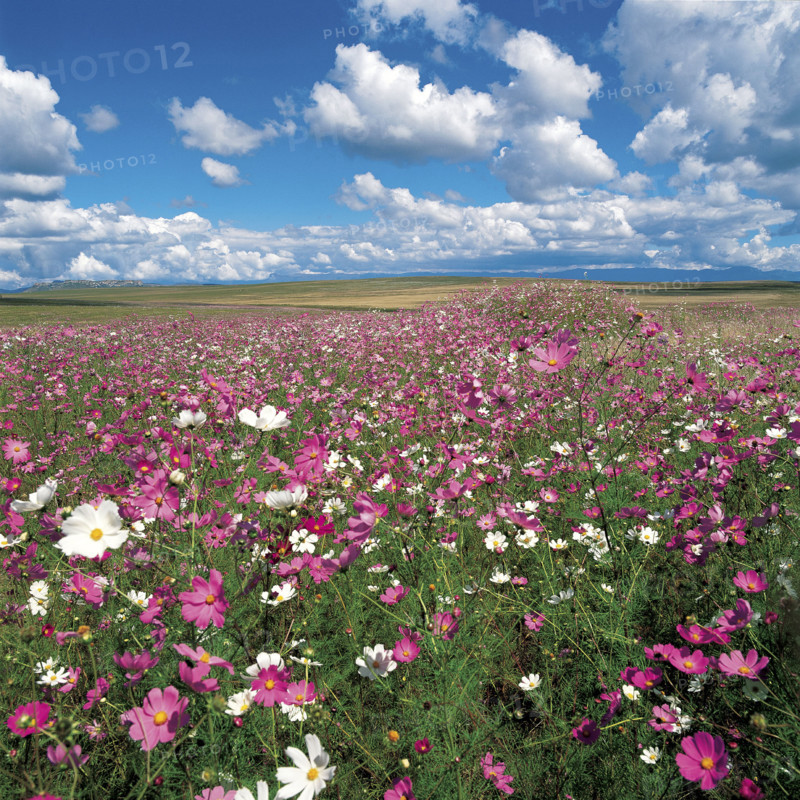 A FIELD OF COSMOS
