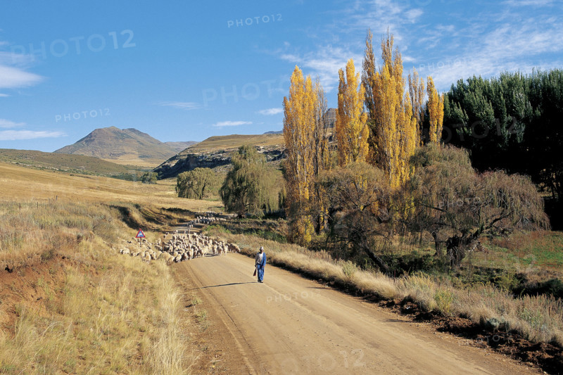 SHEEP FARMING NEAR RHODES