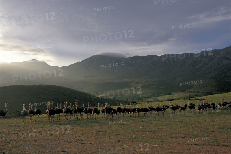 GRAZING OSTRICHES IN THE LITTLE KAROO