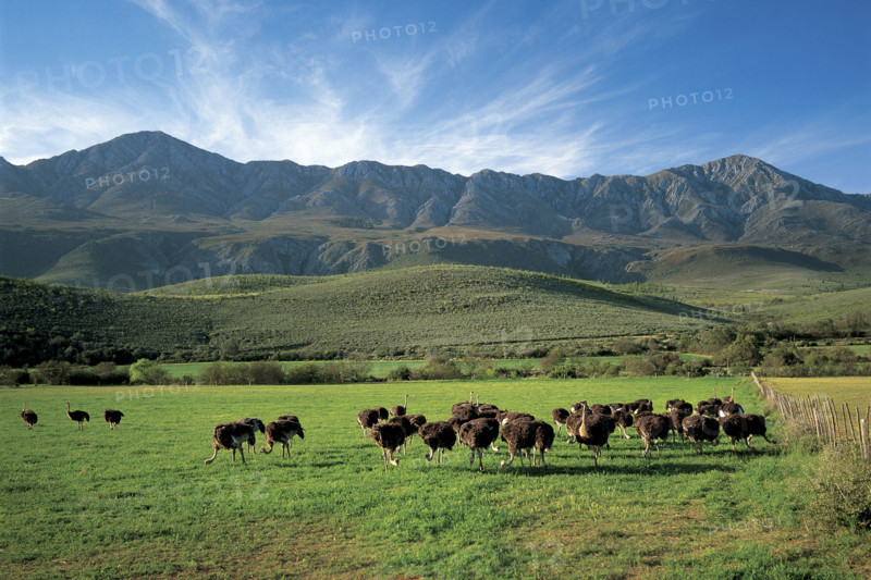 GRAZING OSTRICHES
