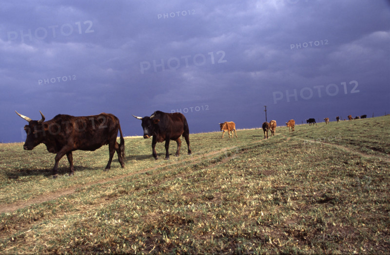 cows