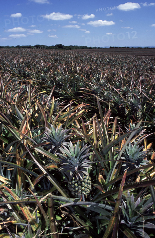 pineapple farming