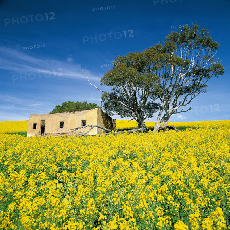 CANOLA FIELDS