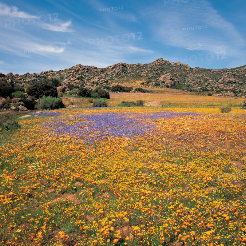 SPRING IN THE NAMAQUALAND