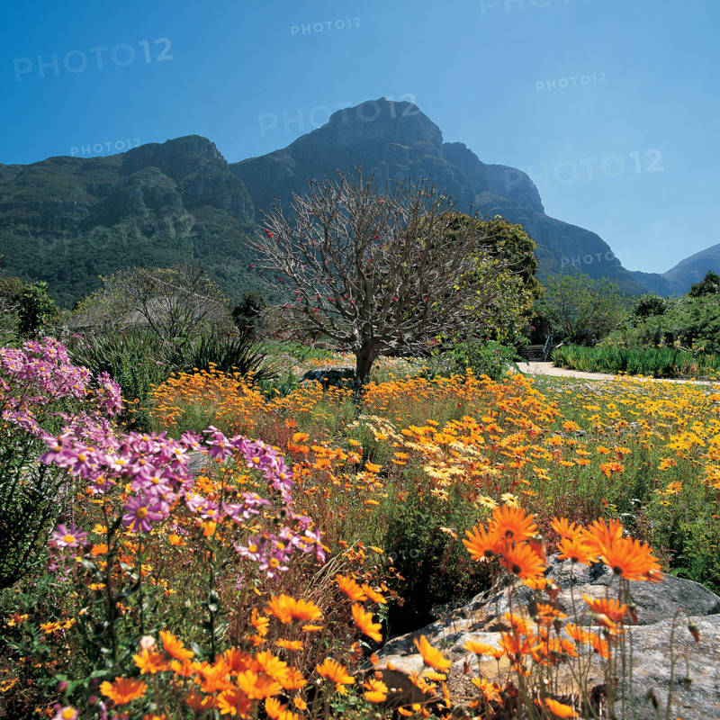 KIRSTENBOSCH  BOTANICAL GARDENS