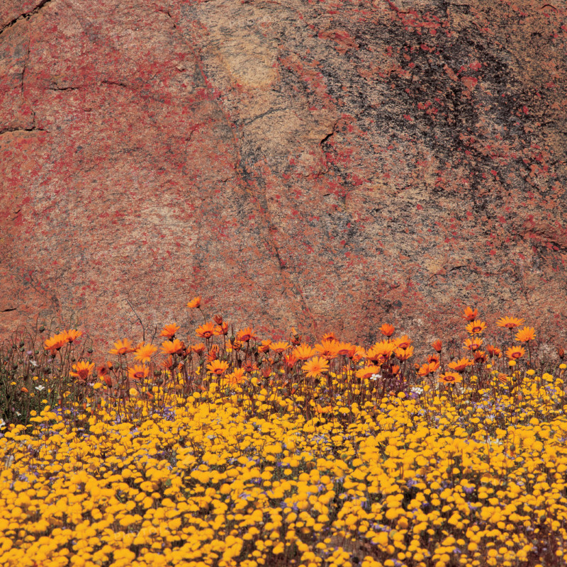 SPRINGTIME IN NAMAQUALAND