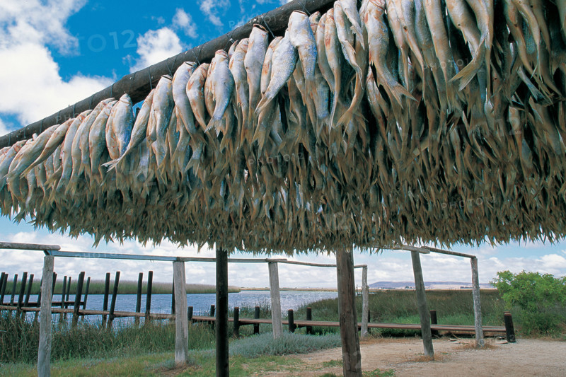 BOKKEMS, VELDDRIF