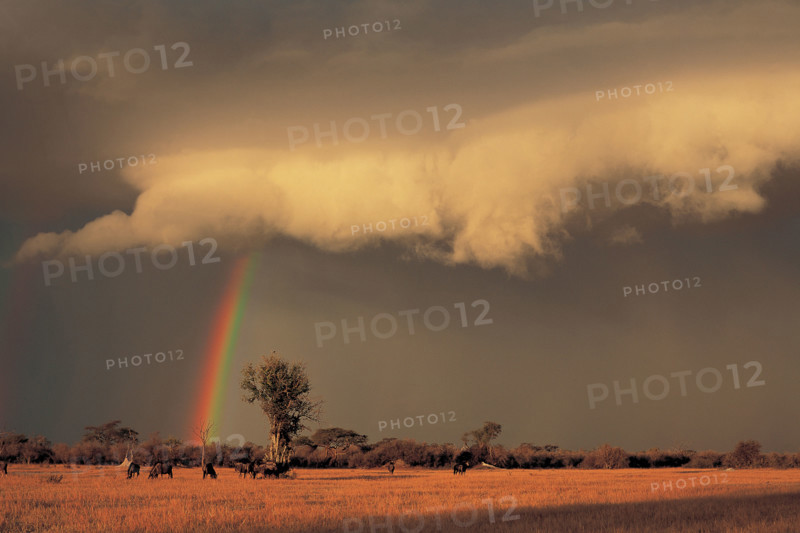 AFRICAN BUSHVELD