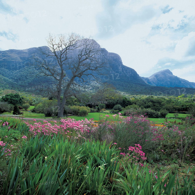 KIRSTENBOSCH NATIONAL BOTANICAL GARDENS
