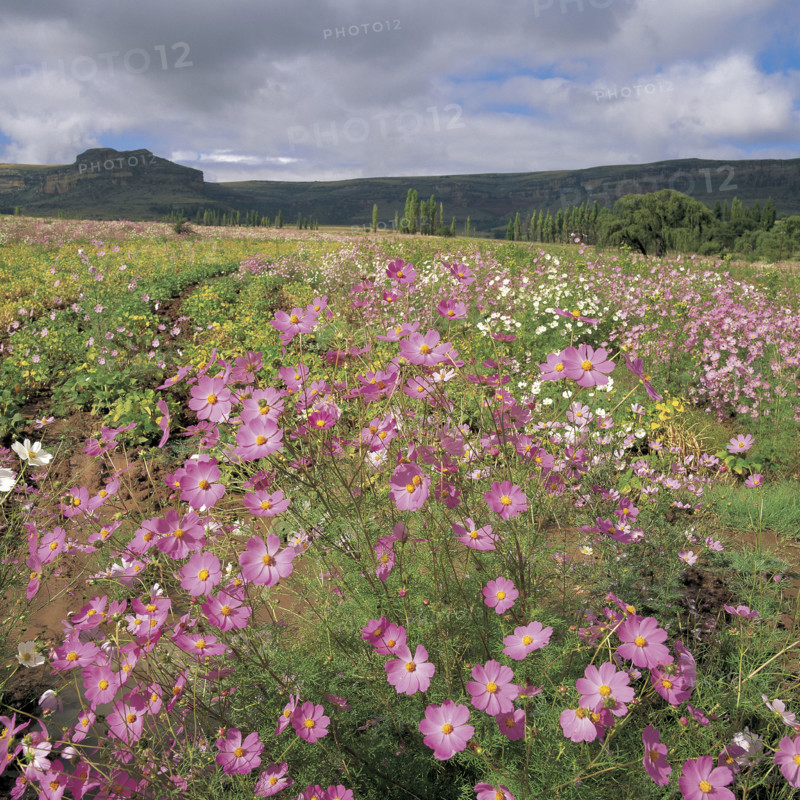 A FIELD OF COSMOS
