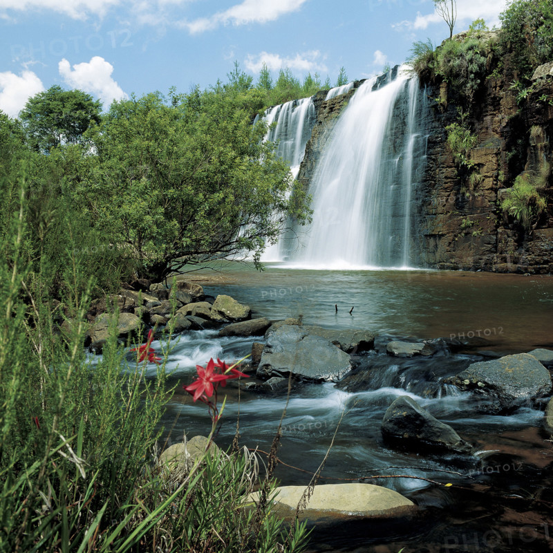FOREST FALLS
