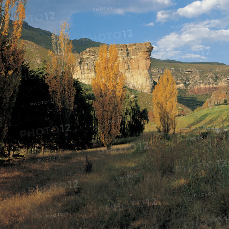 POPLARS AT GOLDEN GATE