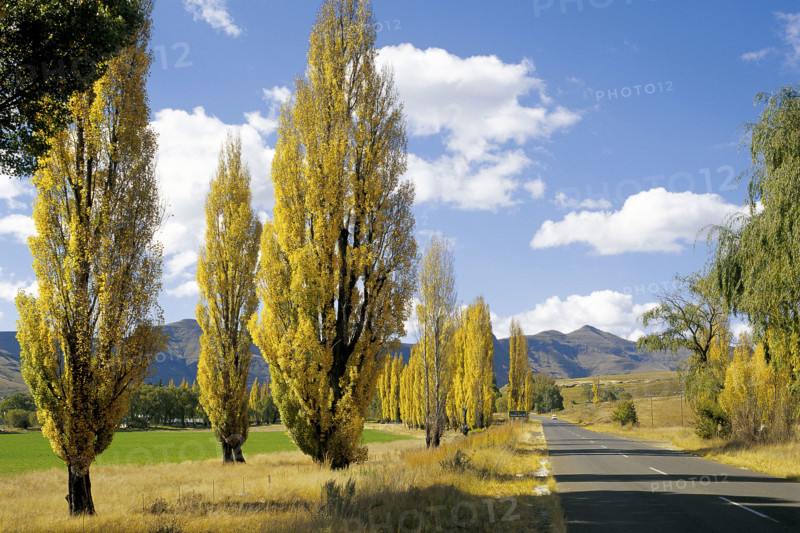 POPLAR TREES