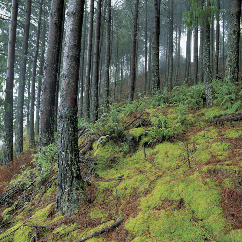 FERNS AND MOSS IN A PINE FOREST
