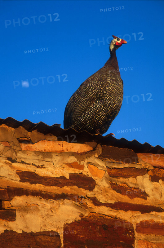 Helmetted Guineafowl (Numida meleagris)