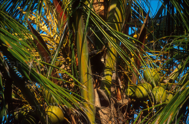 coconuts