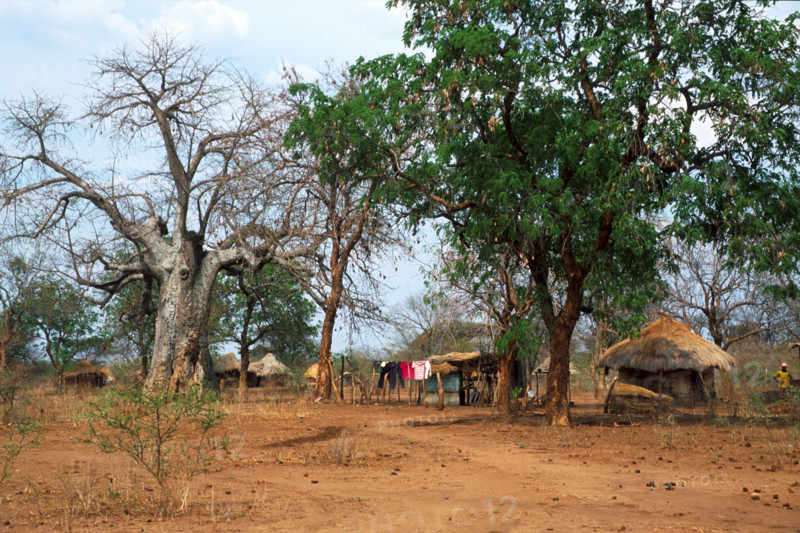 Dust of drought in Zambezi Valley