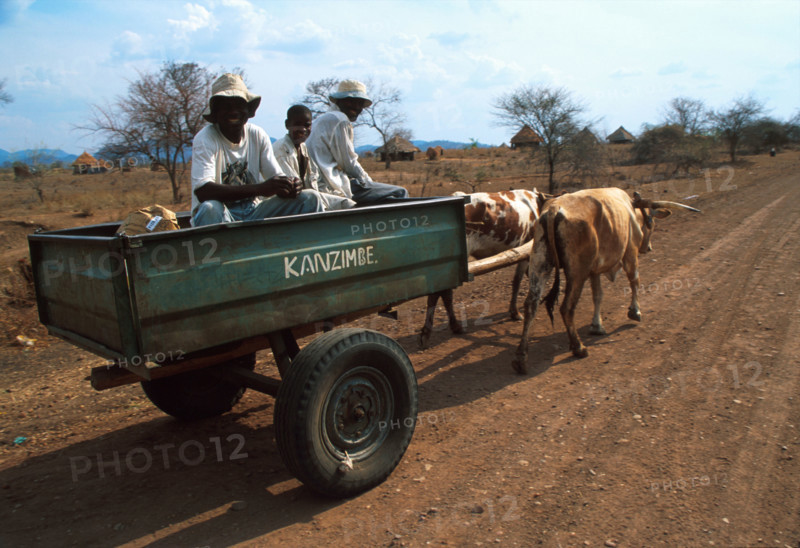Zambezi ox card - wider angle