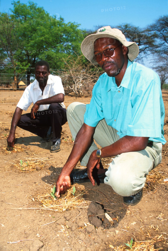 Green shoots in drought 2