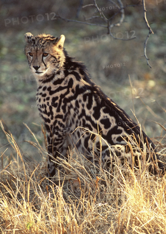 King Cheetah