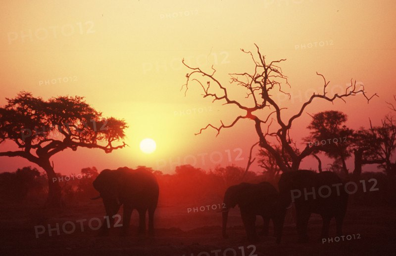 Elephant Sunset
