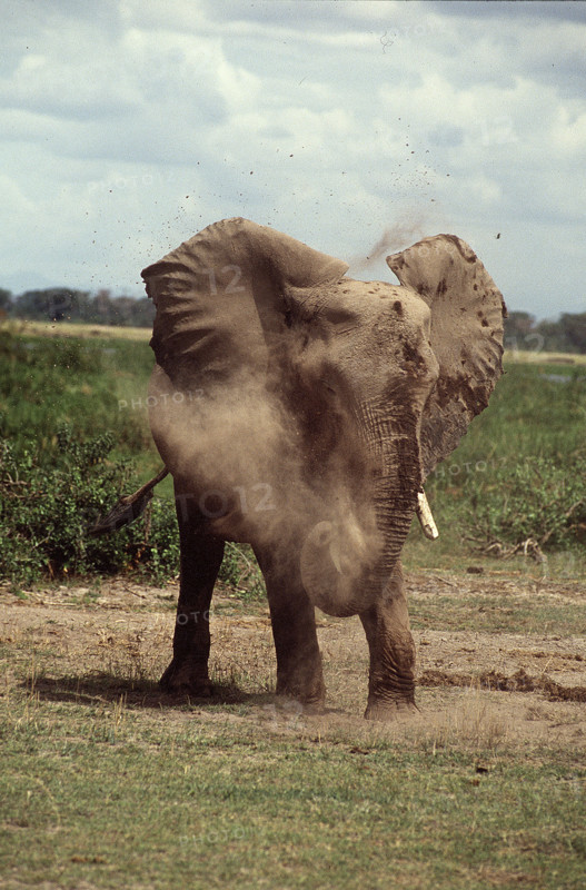 Elephant dustbath