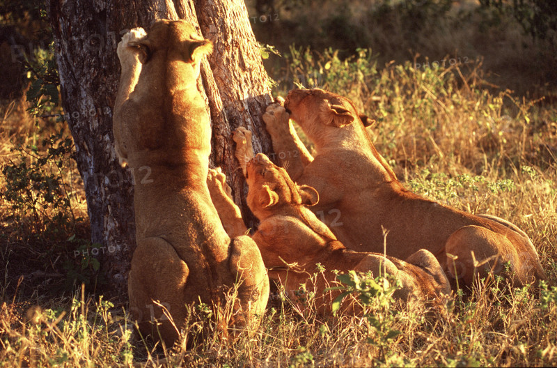 3 Lioness