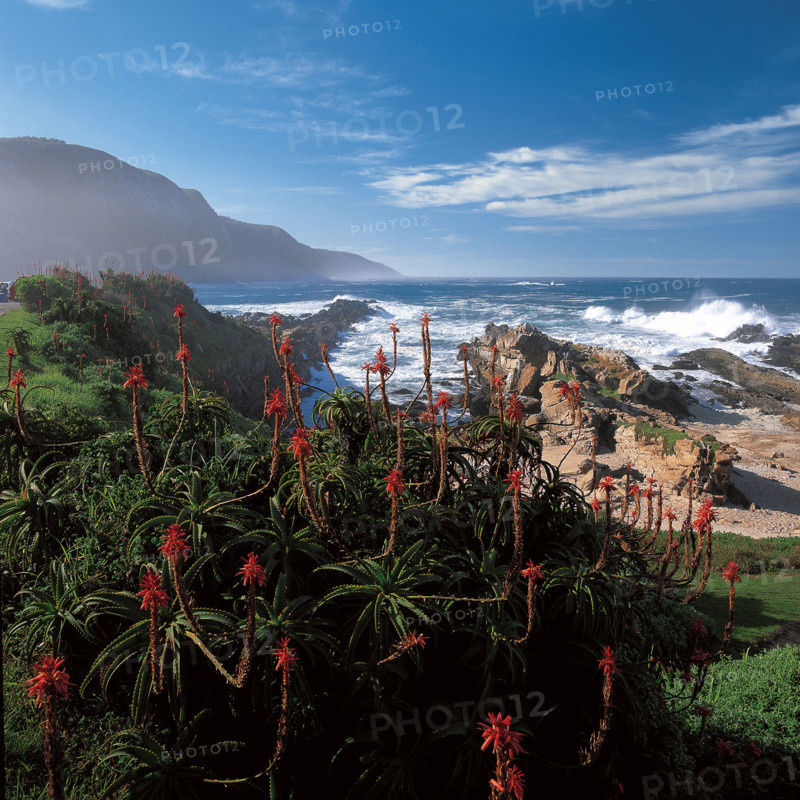 ALOES, STORMS RIVER