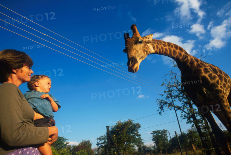 Giraffe and child
