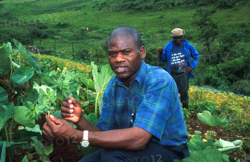 indigenous foods