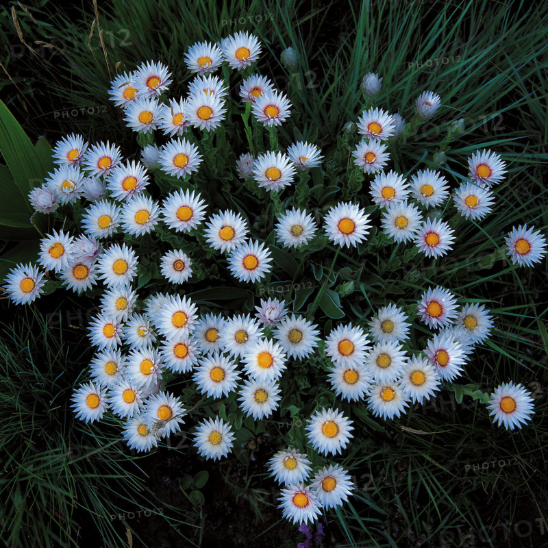 EVERLASTINGS (HELICHRYSUM ECKLONIS)