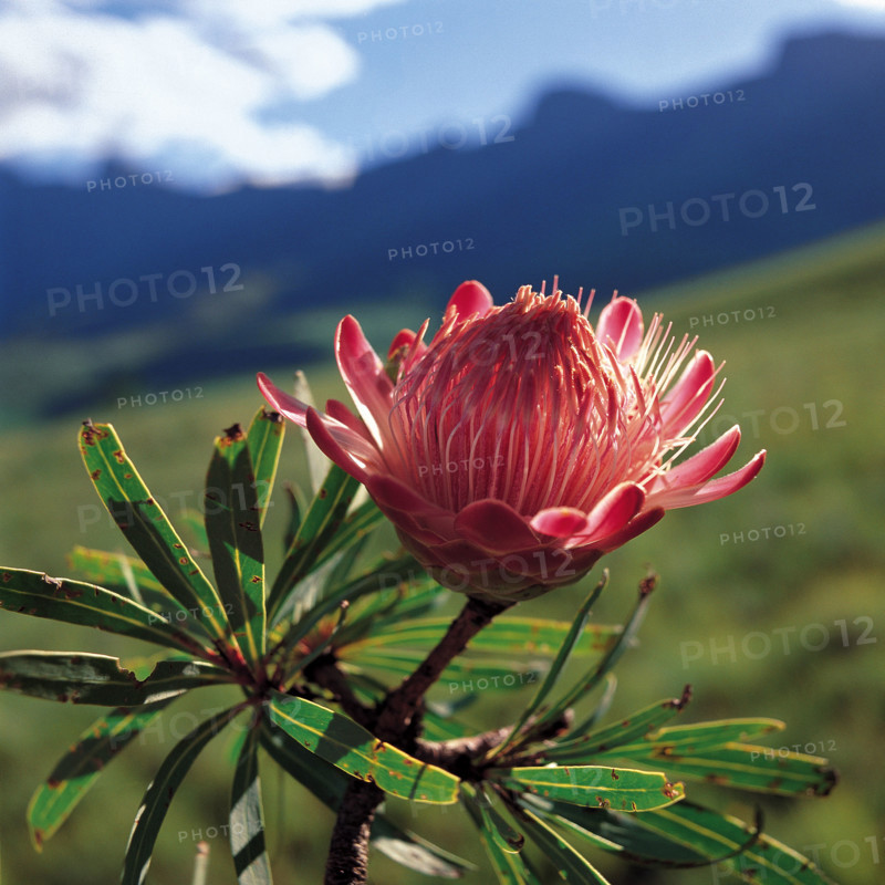 PROTEA DRACOMONTANA