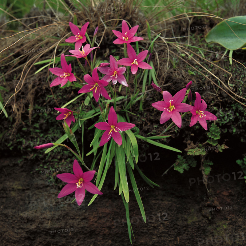 WILD FLOWERS
