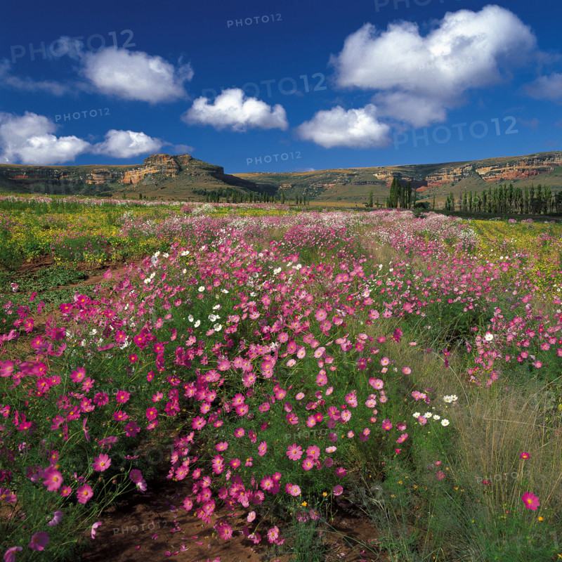 COSMOS BLOOMS