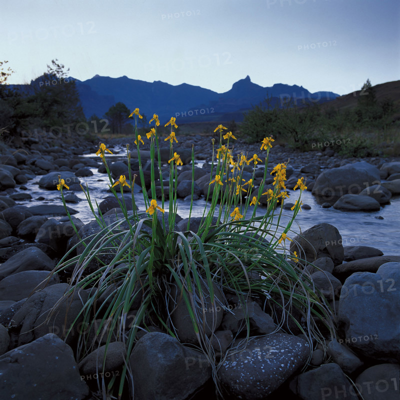 GOLDEN VLEI IRIS